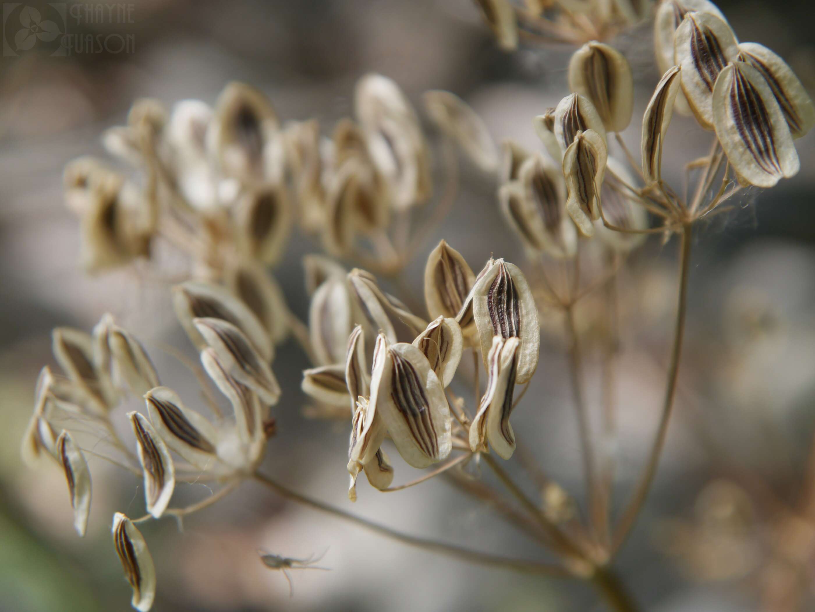 Image of Gray's biscuitroot