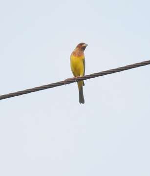 Image of Brown-headed Bunting