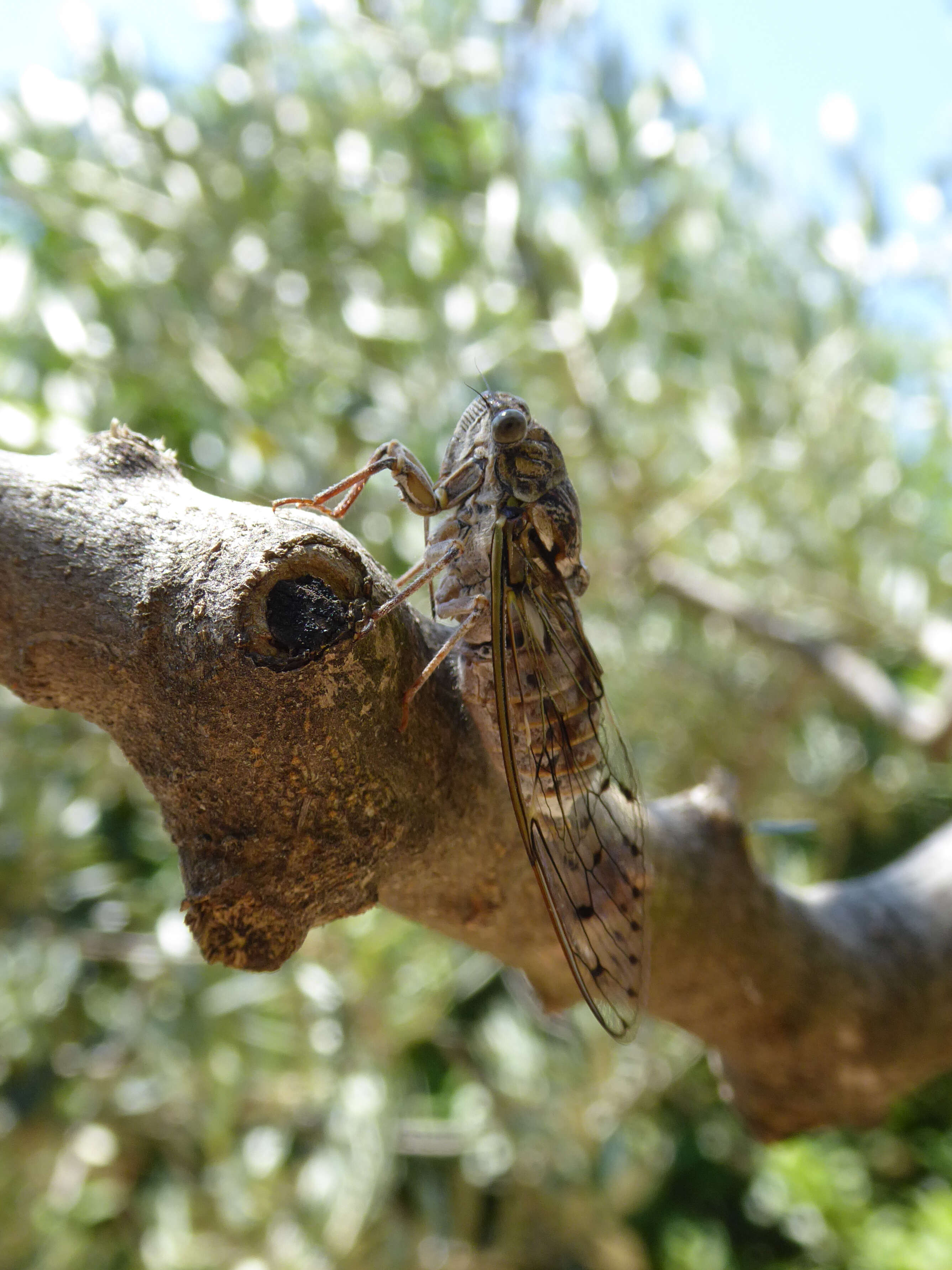 Image of Cicada orni Linnaeus 1758