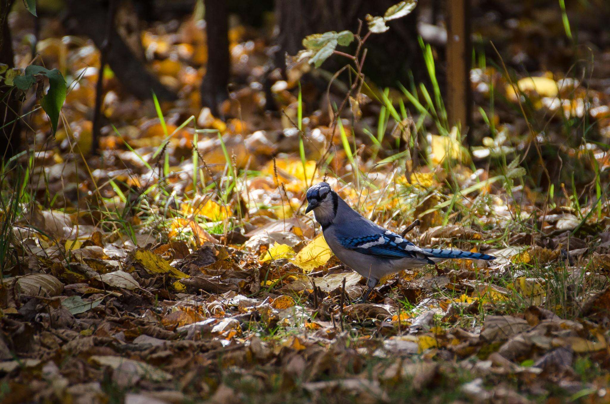 Image of Blue Jay