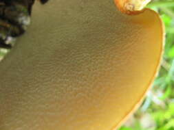 Image of dryad's saddle