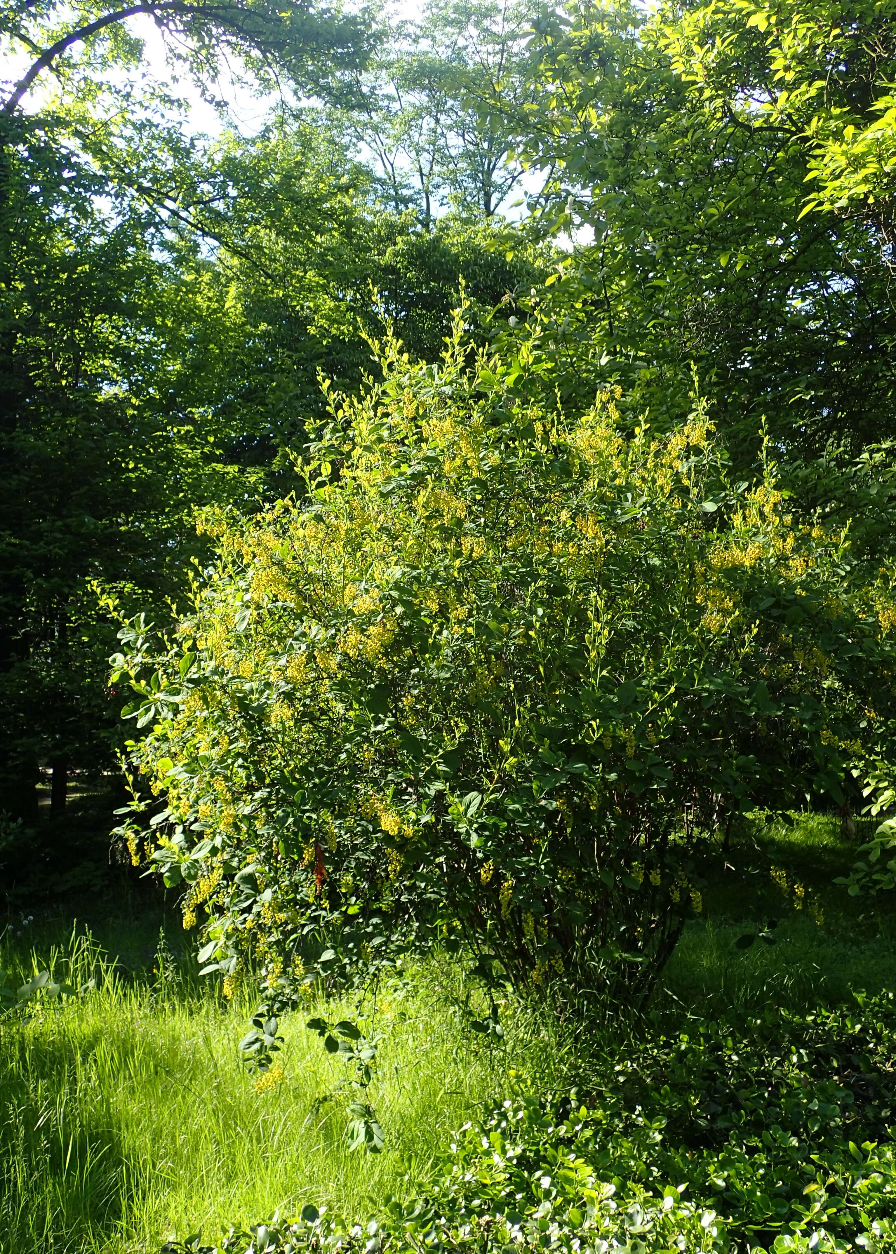 Image de Berberis koreana Palibin