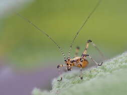 Image of Mediterranean Katydid