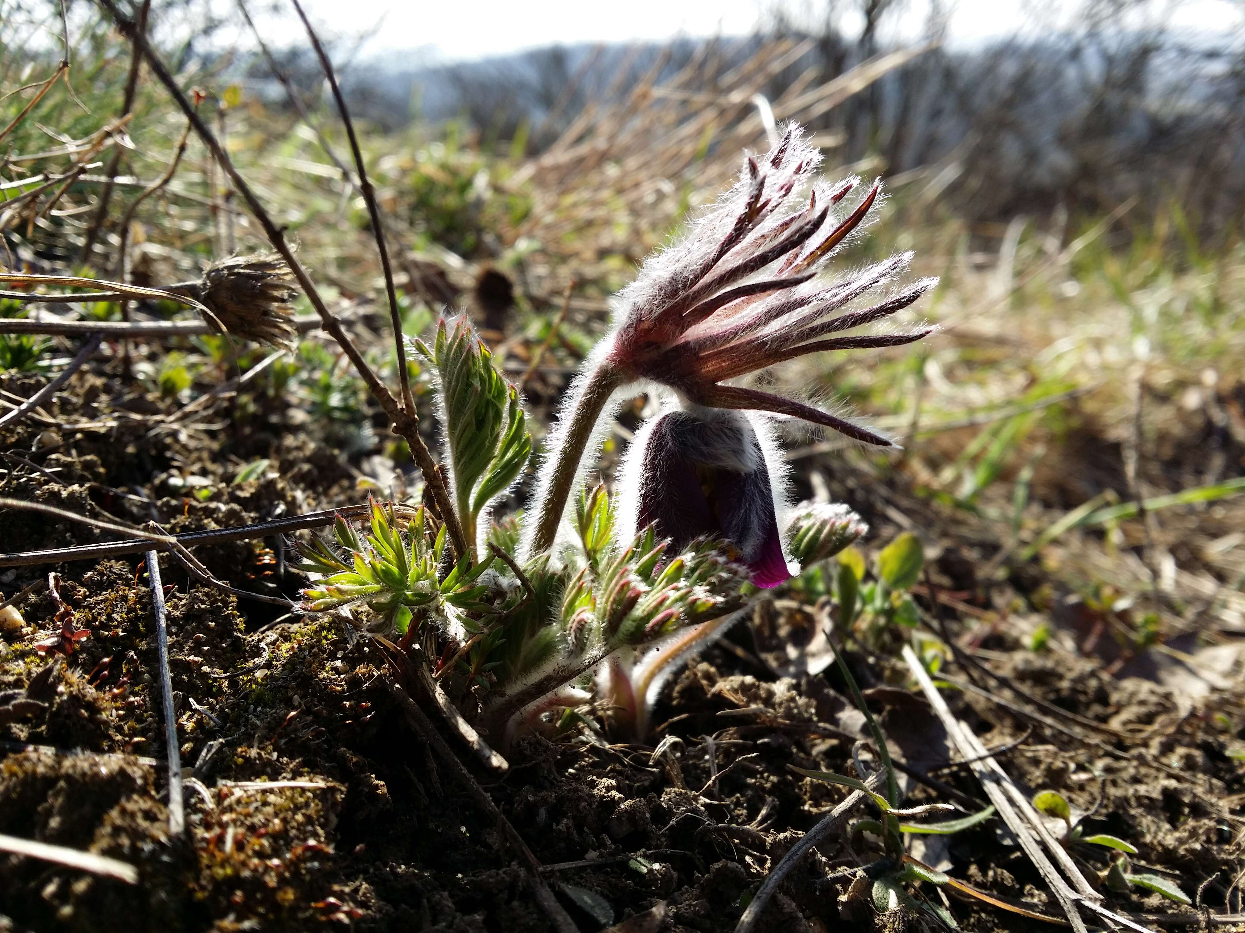 Image of Small Pasque Flower