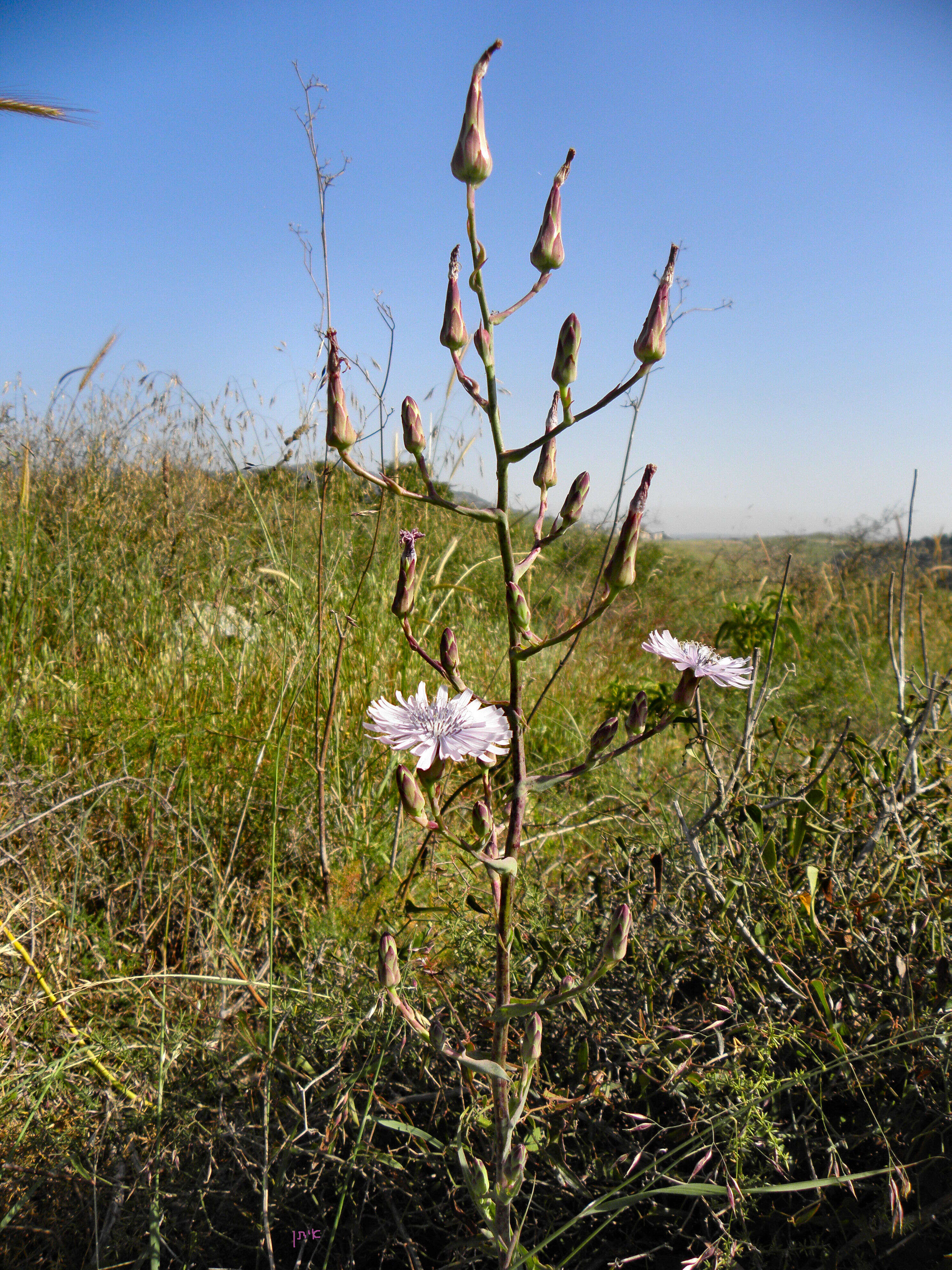 Image of Lactuca tuberosa Jacq.