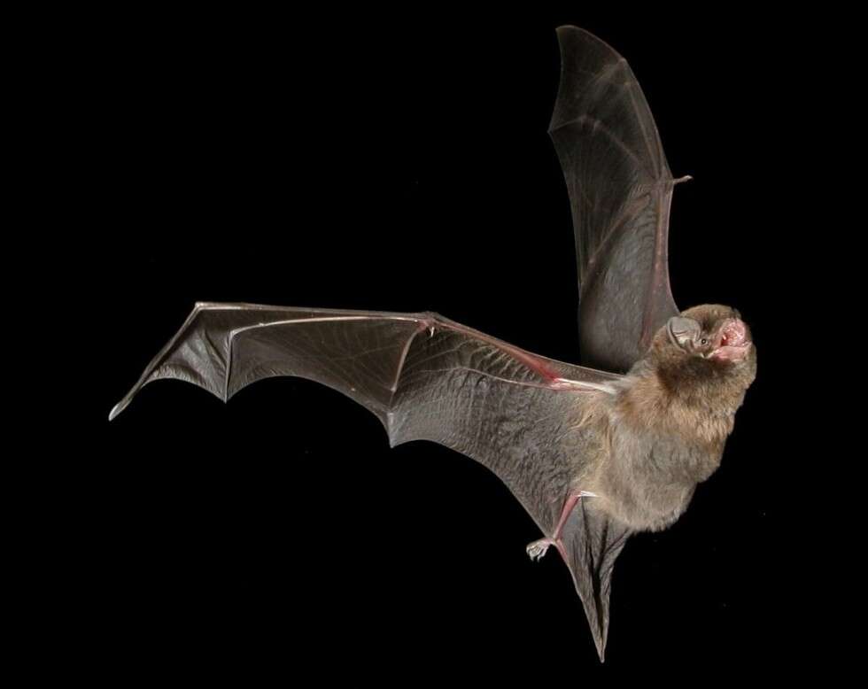 Image of Common Bentwing Bat