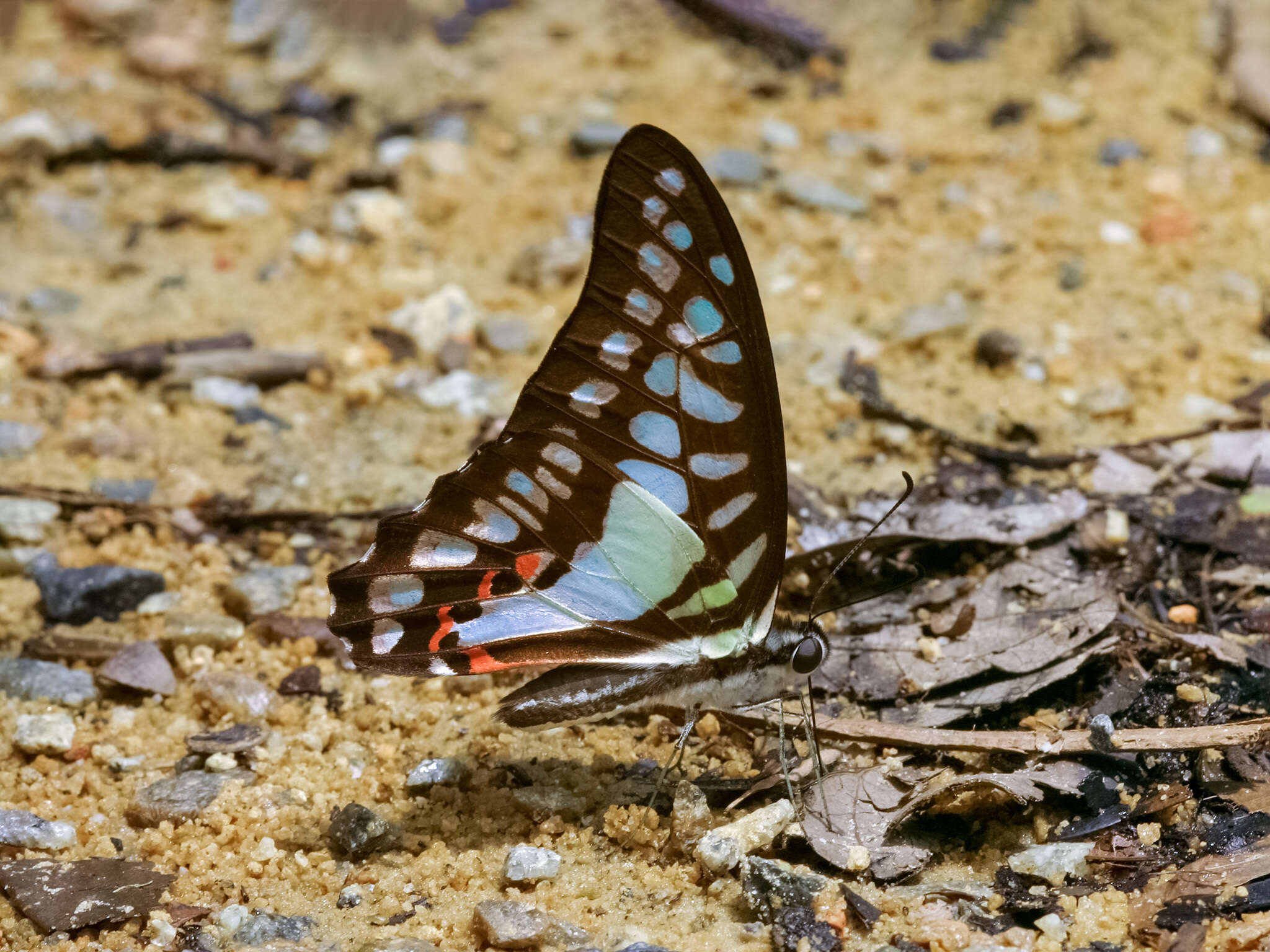 Graphium evemon (Boisduval 1836) resmi