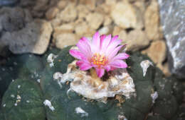 Image of peyote