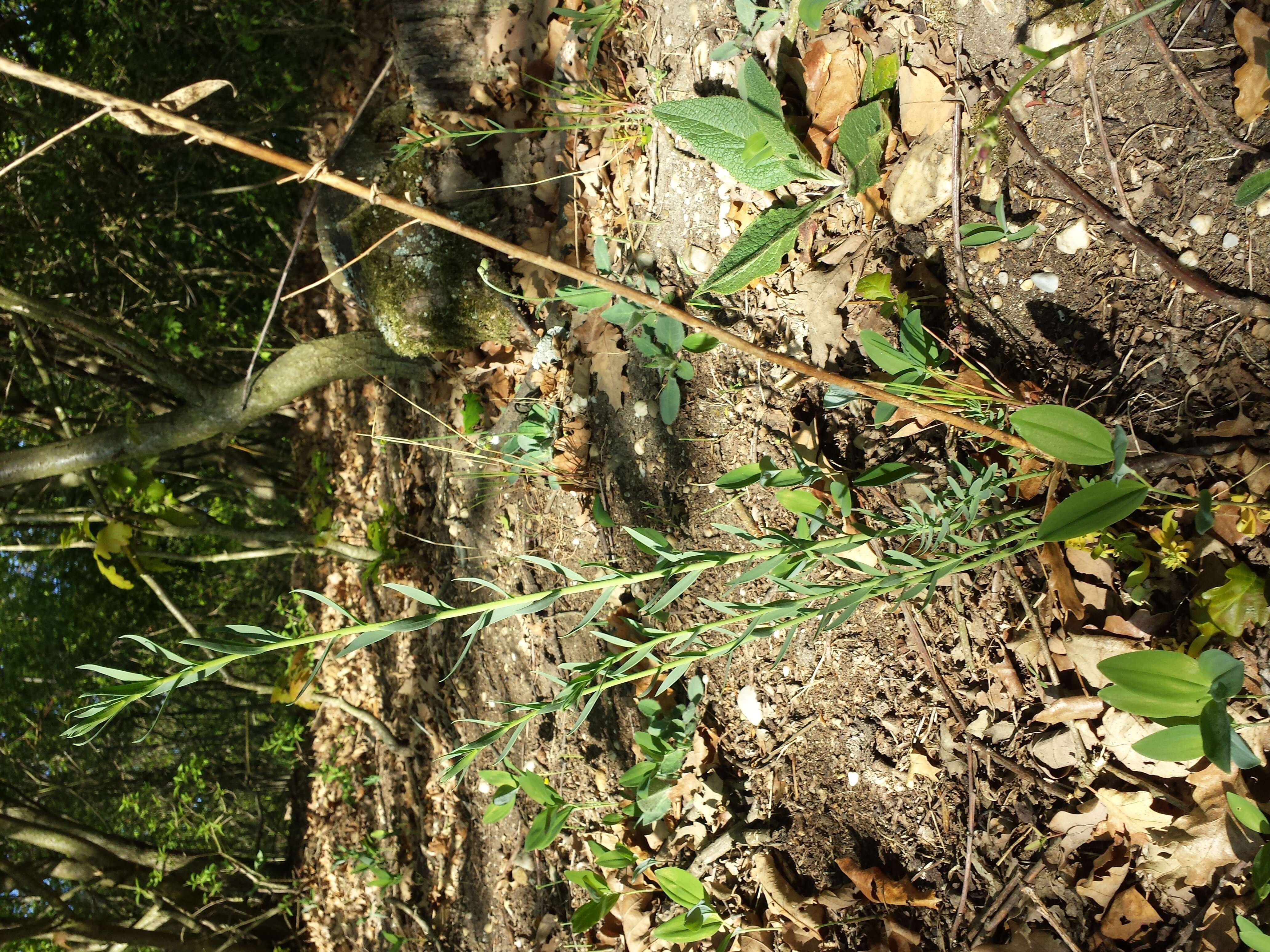 Imagem de Linaria genistifolia (L.) Mill.