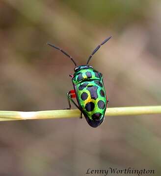 Image of Chrysocoris pulchellus