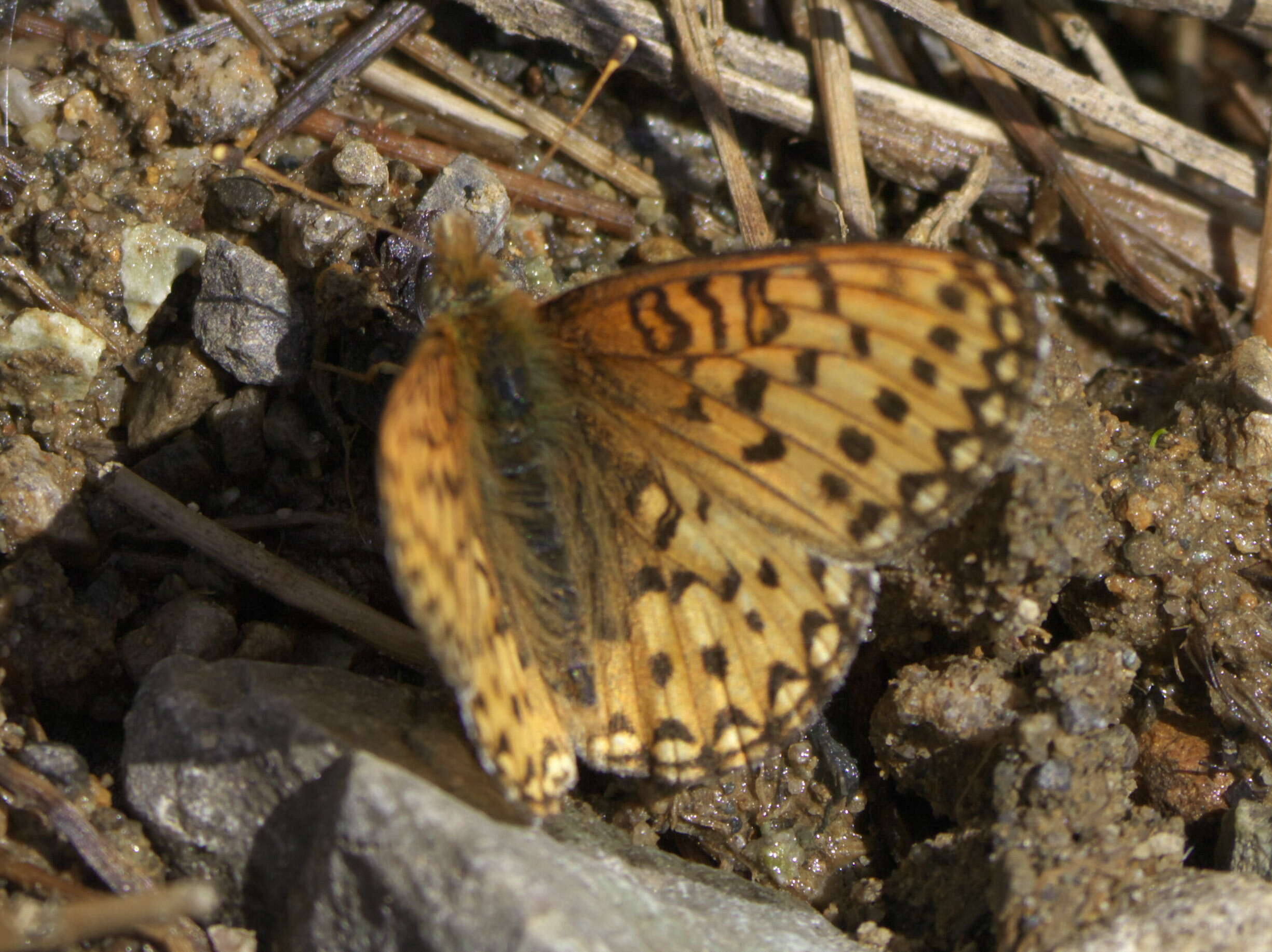 صورة Speyeria mormonia Boisduval 1869