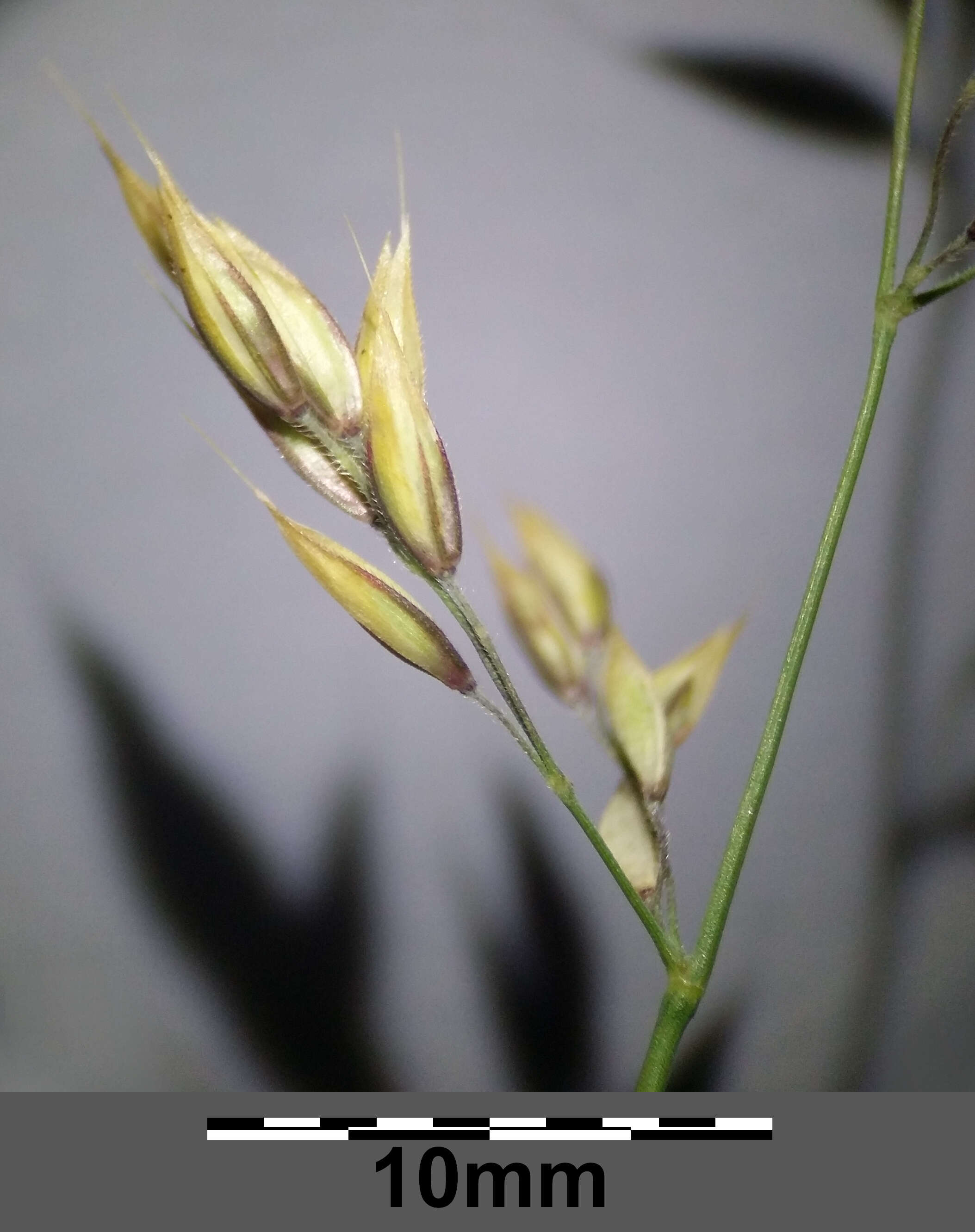 Image of Creeping Soft Grass