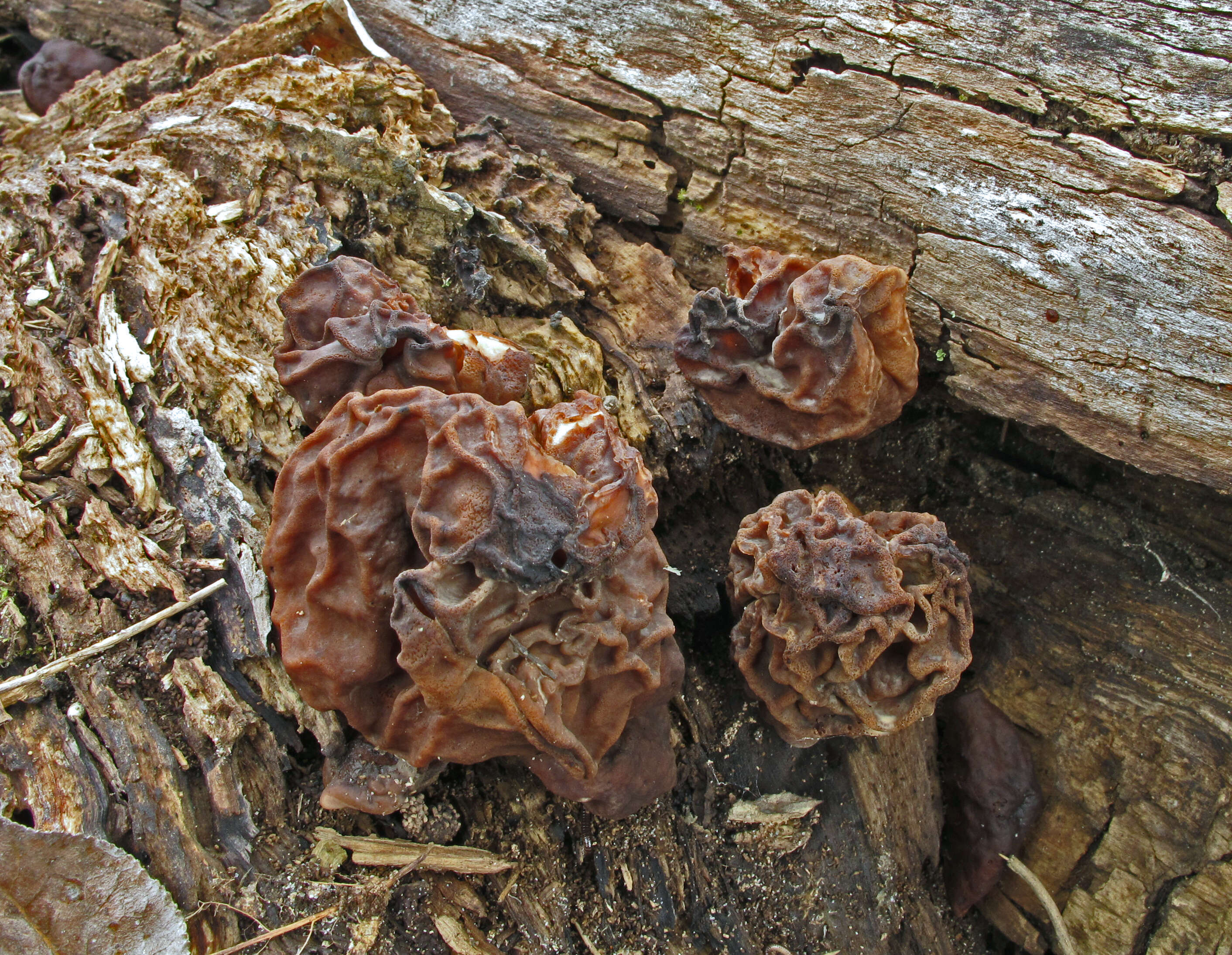 Imagem de Gyromitra ambigua (P. Karst.) Harmaja 1969