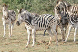 Image of Burchell's zebra