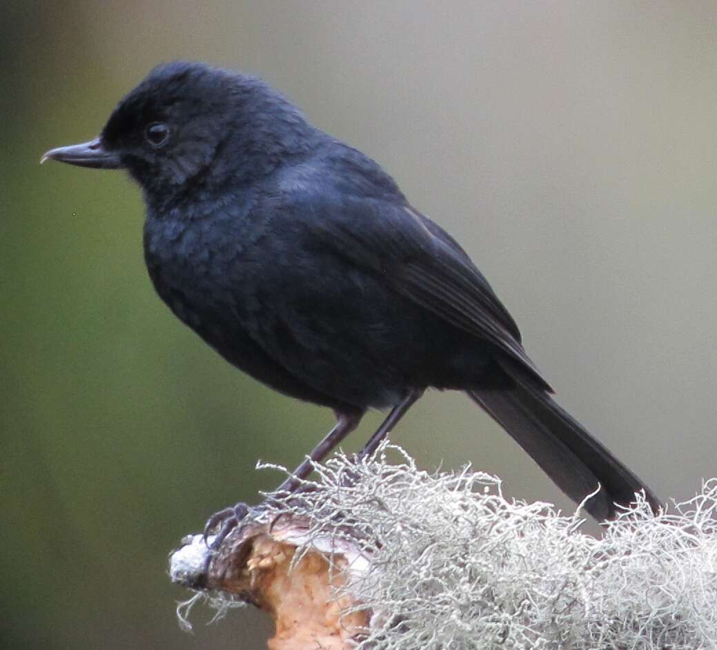 Image de Percefleur noir