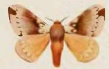 Image of Cotana variegata Rothschild 1917