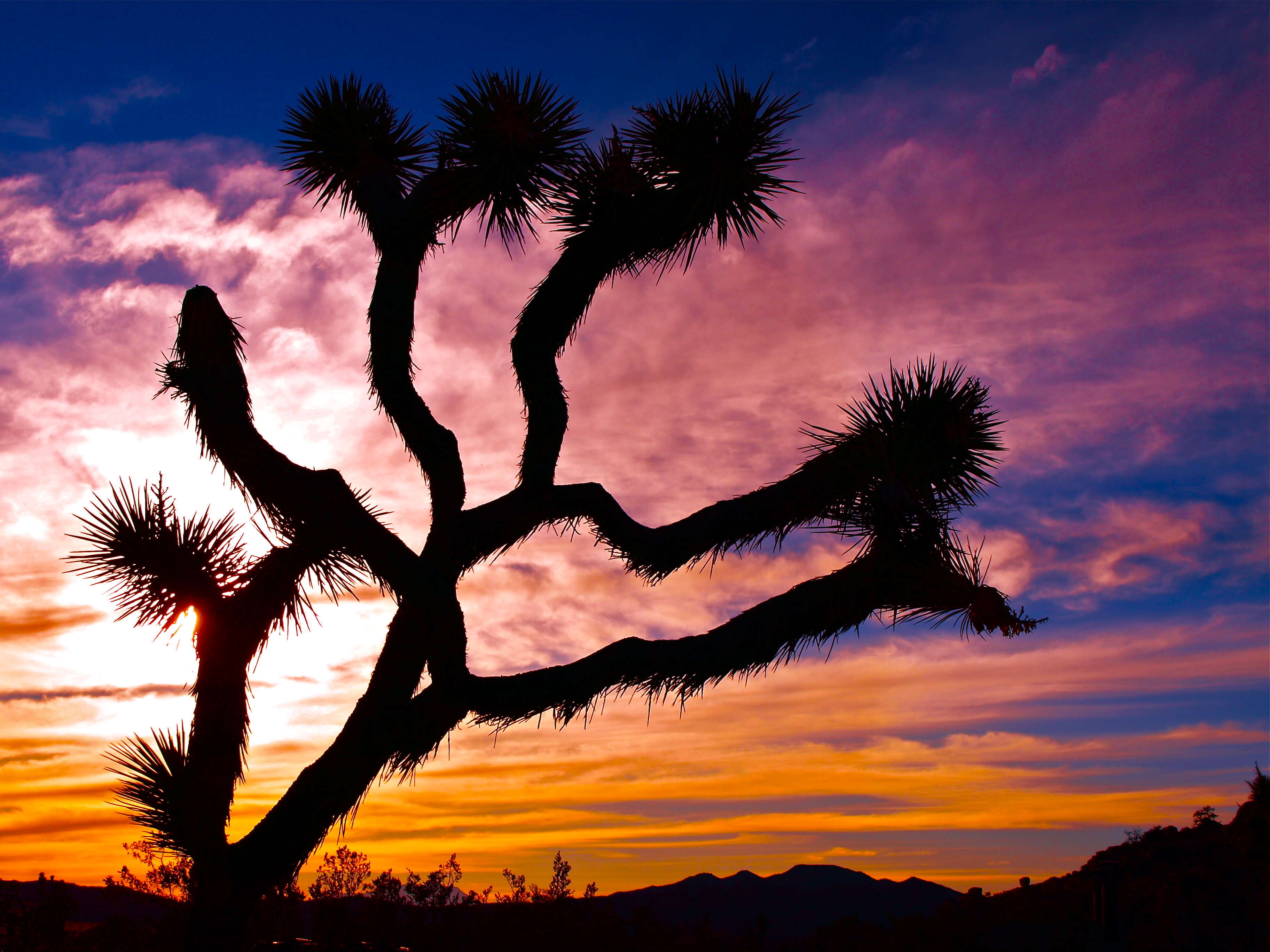 Слика од Yucca brevifolia Engelm.