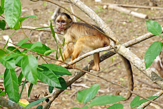 Image of Spix's white-fronted capuchin