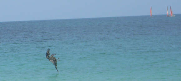 Image of Pelecanus occidentalis occidentalis Linnaeus 1766