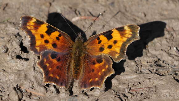 Image of Green Comma