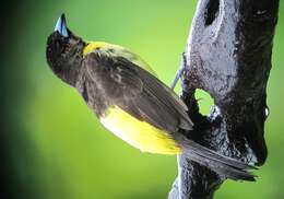 Image of Flame-rumped Tanager