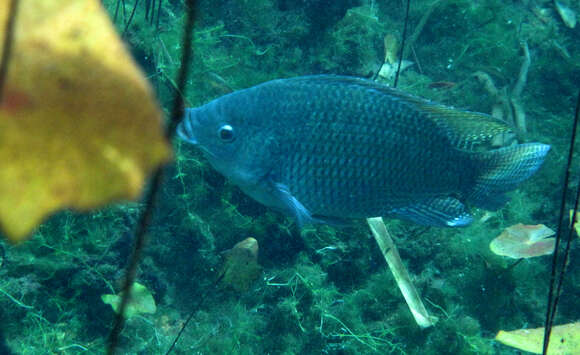 Image of Nile tilapia