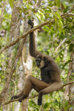 Image of Bornean Agile Gibbon