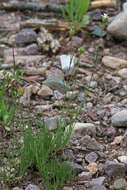 Image of Ballhead Sandwort