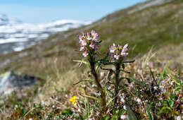 Image of hairy lousewort