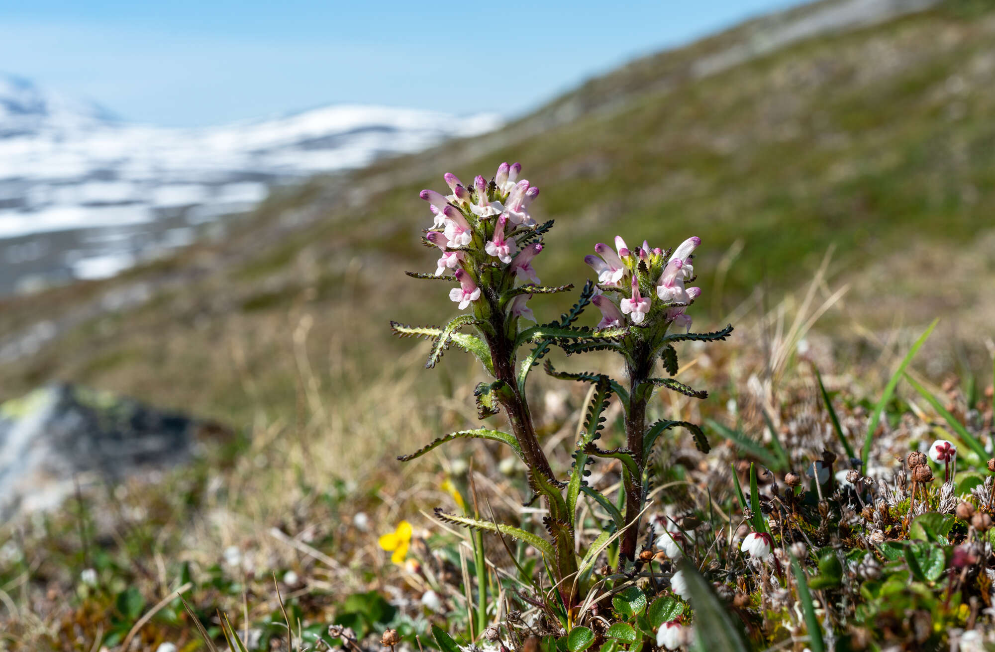 Image of hairy lousewort