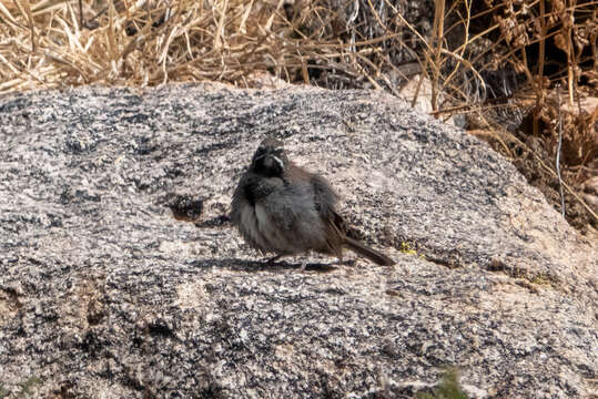 Image of Five-striped Sparrow