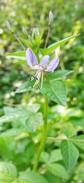 Imagem de Sieruela rutidosperma (DC.) Roalson & J. C. Hall