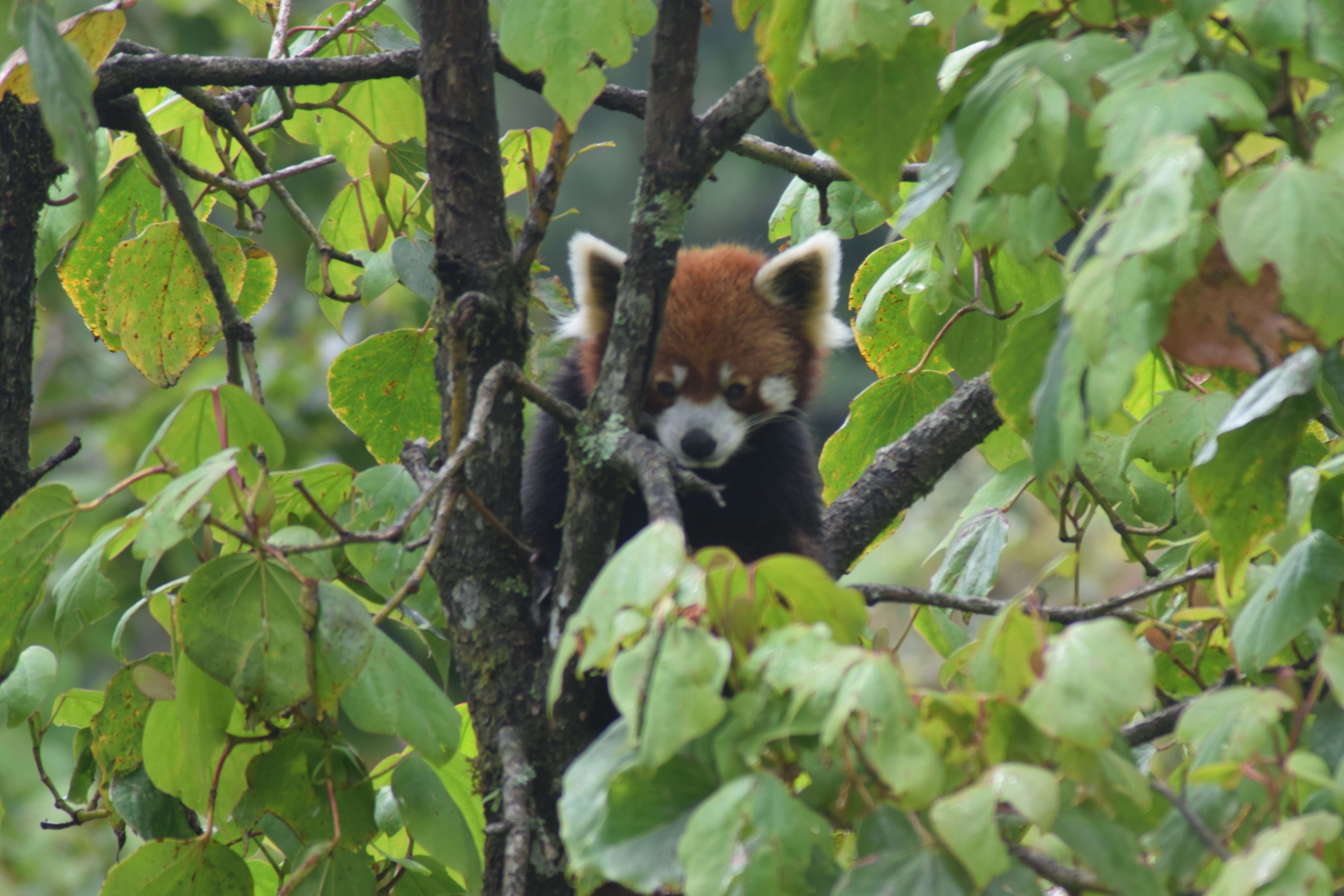 Image of red pandas