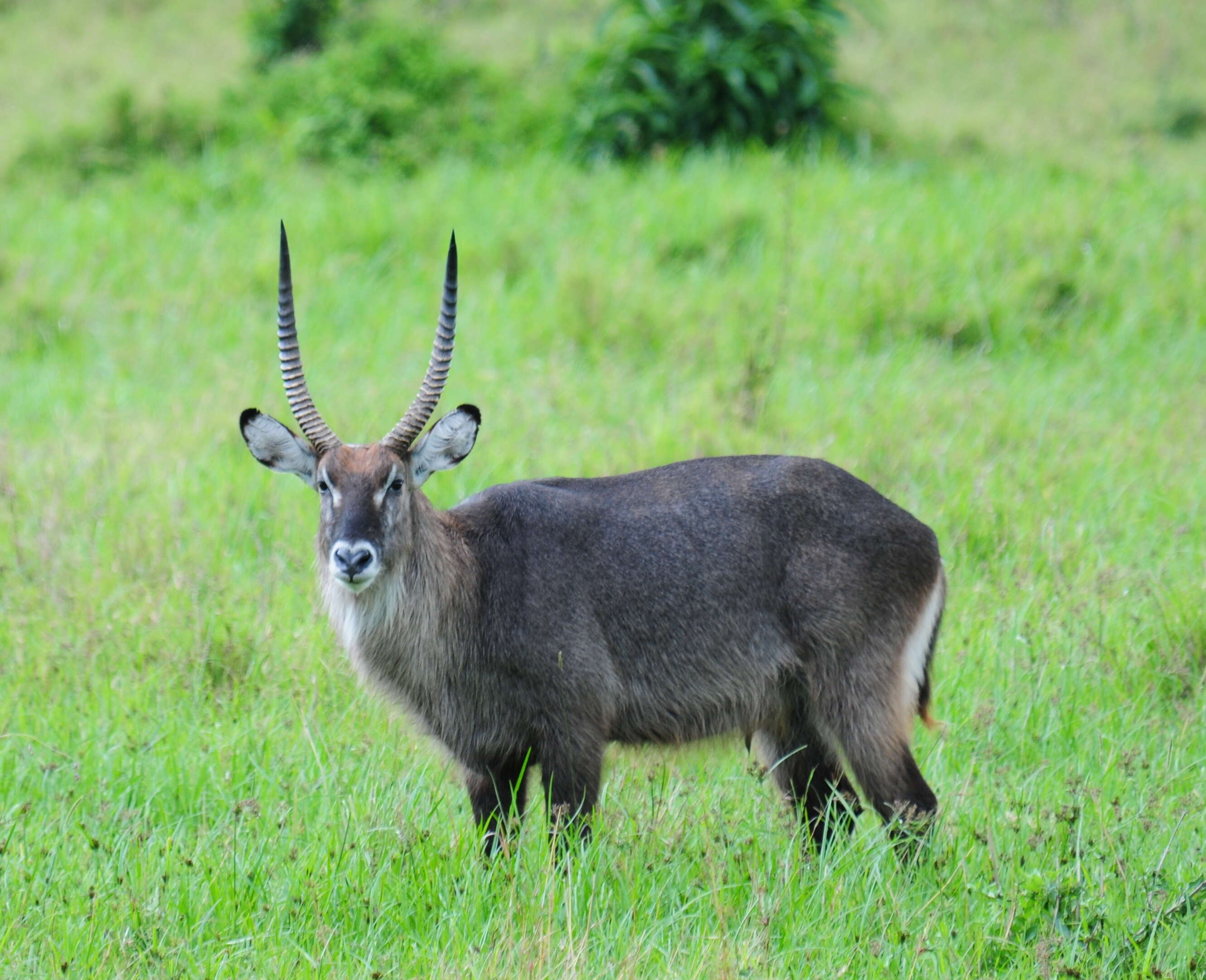 Image of Reduncinae