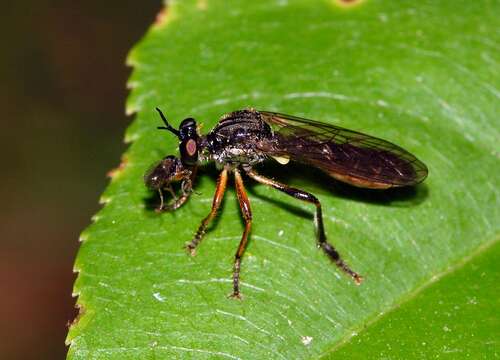 Image of Dioctria hyalipennis (Fabricius 1794)