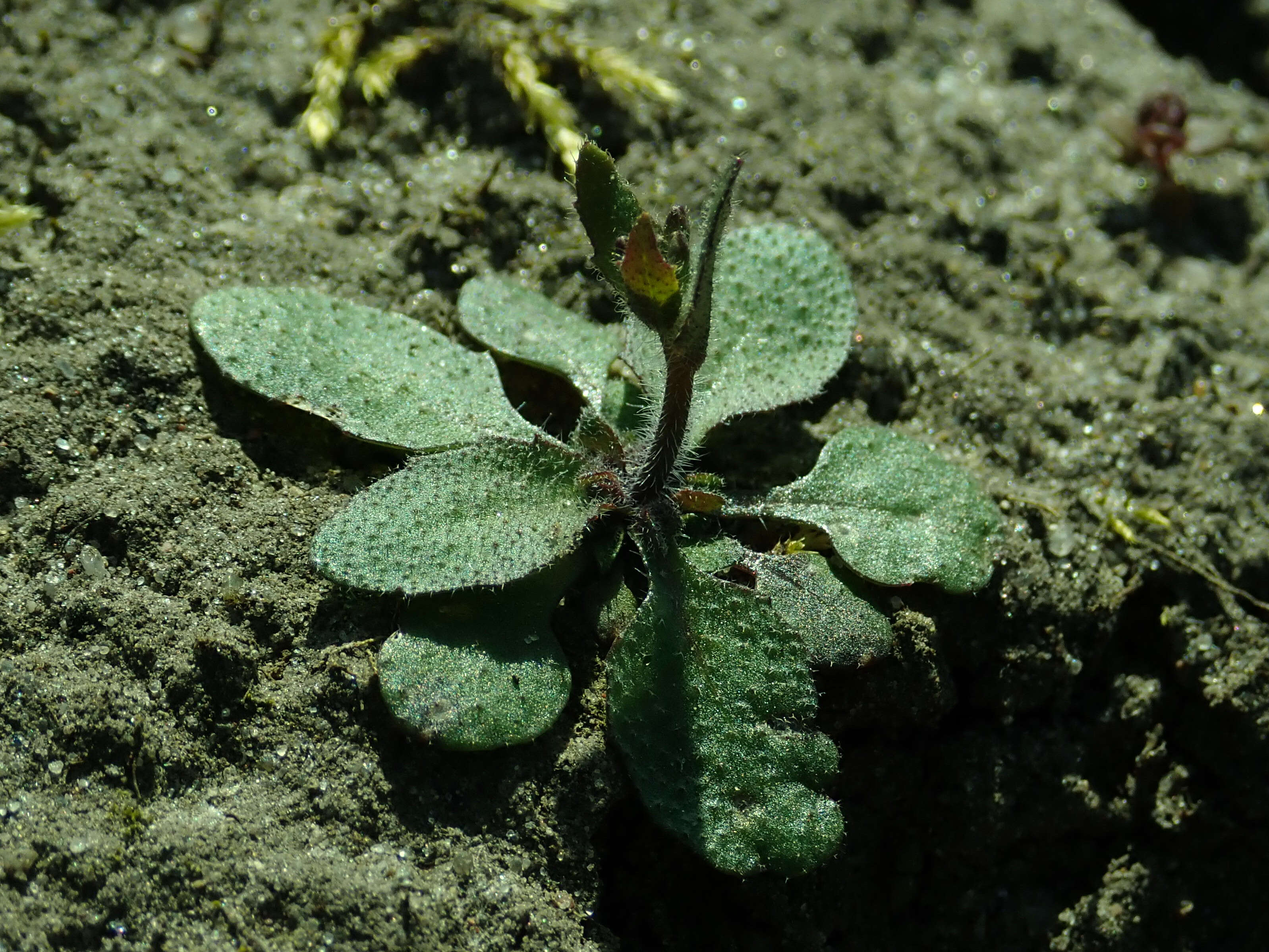 Image of Mouse-ear Cress