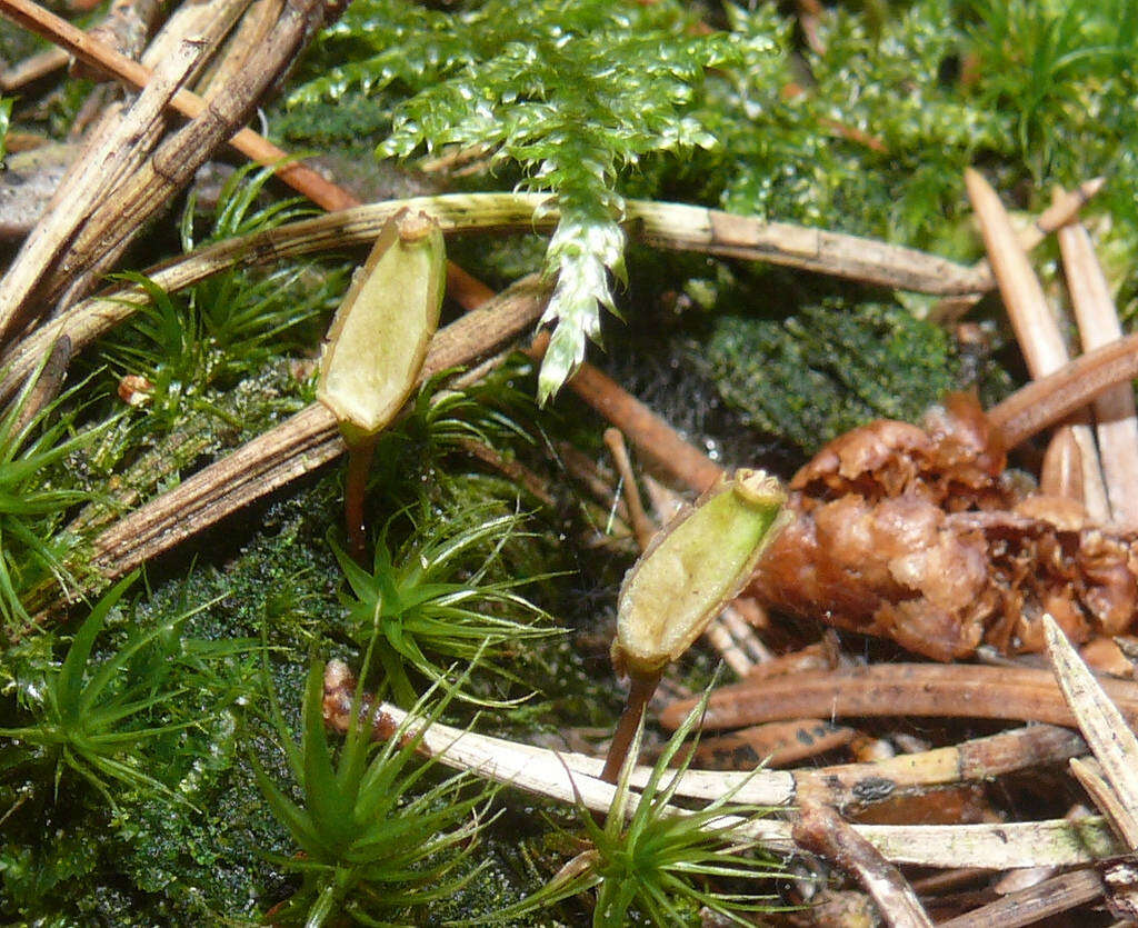 Image of Green shield moss