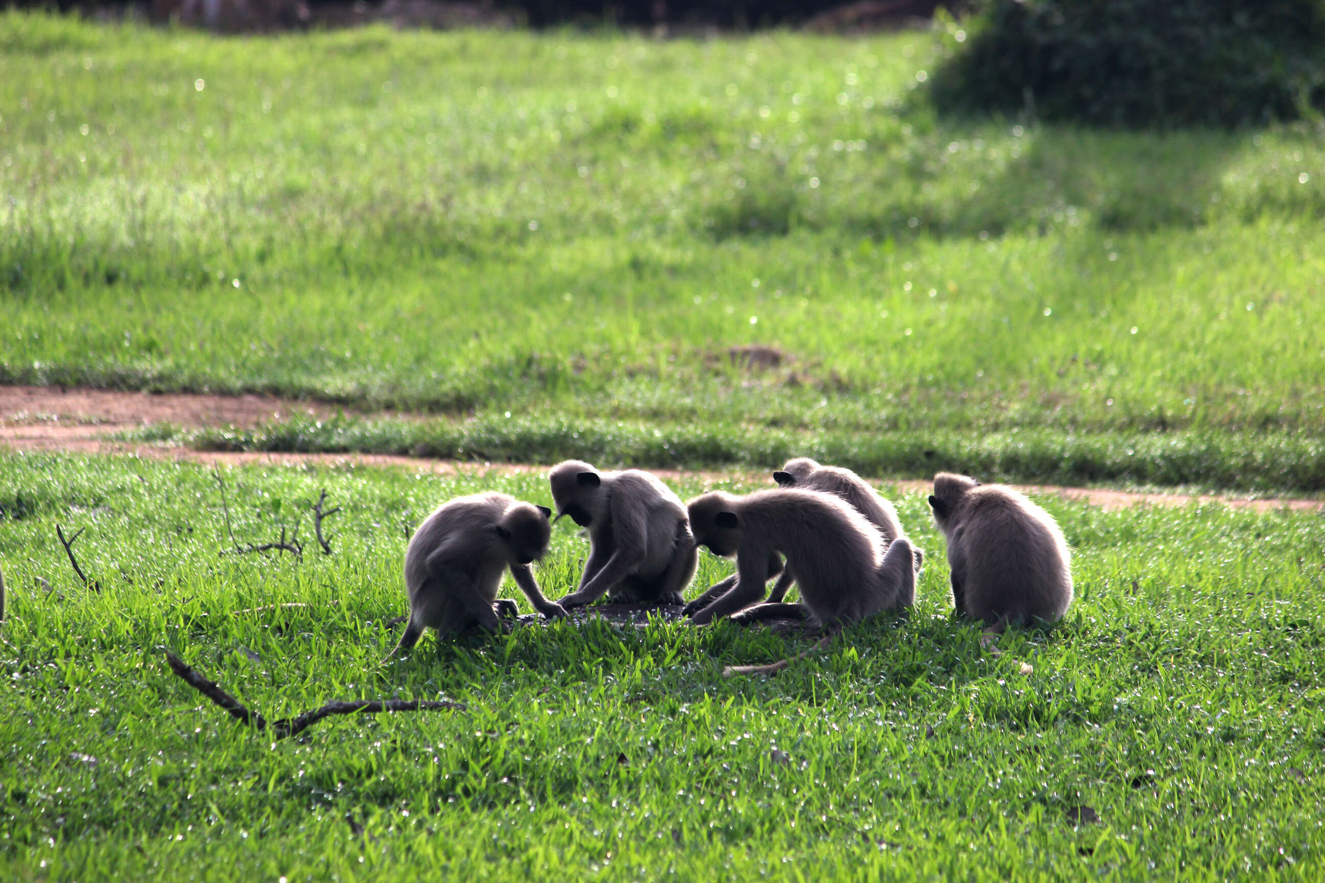 Image of Toque macaque