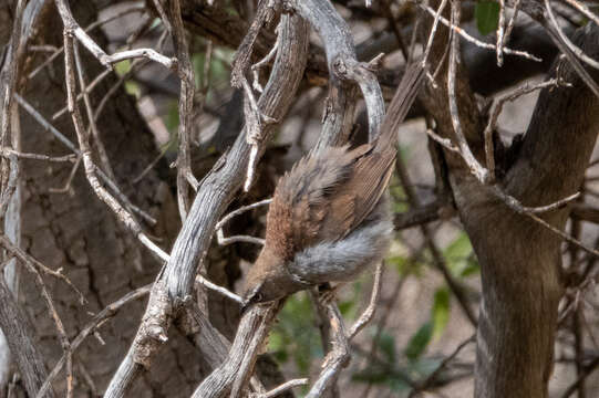 Image of Five-striped Sparrow