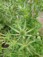 Imagem de Eryngium planum L.