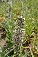 Lysimachia ephemerum L. resmi