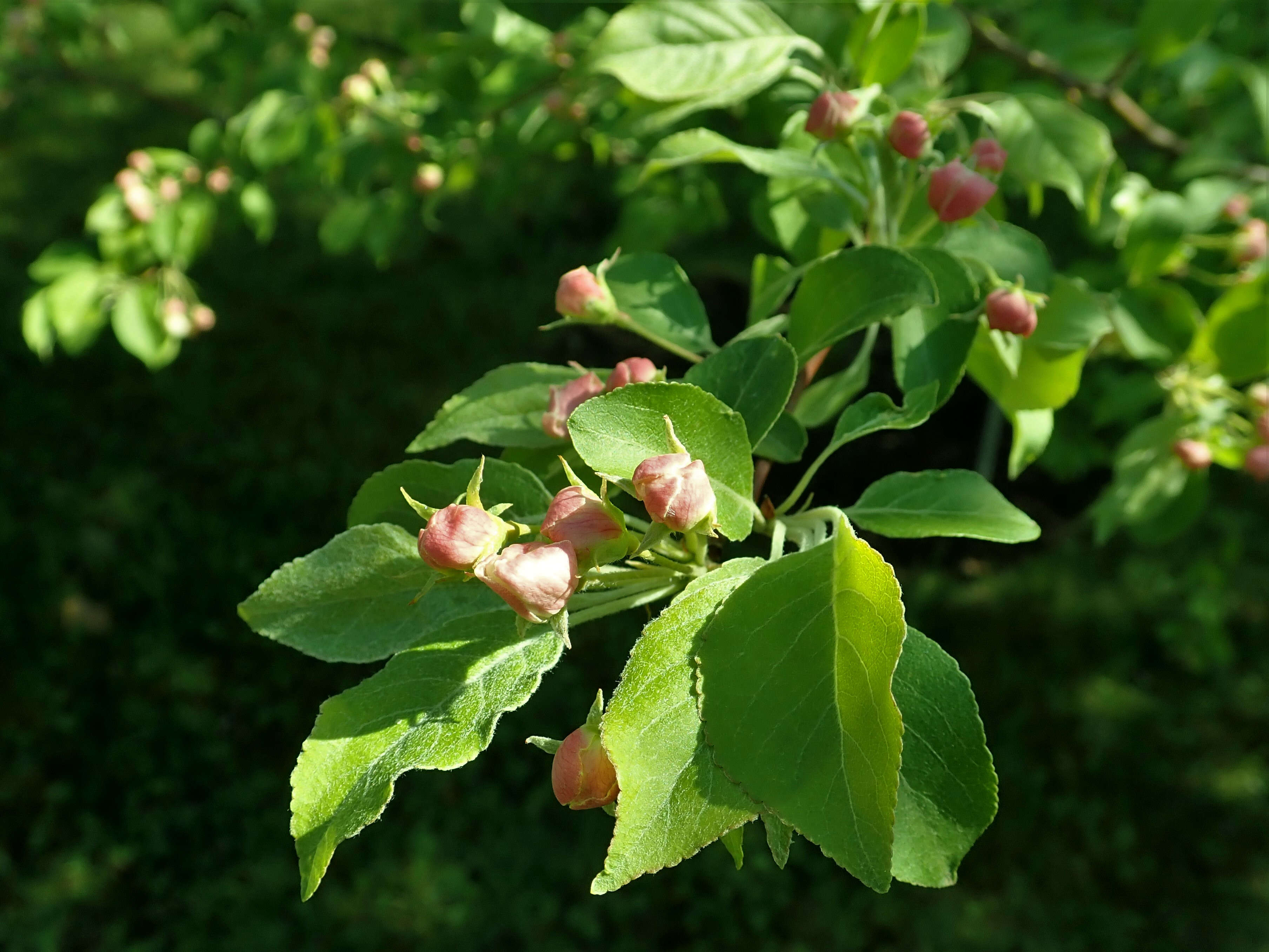 Image of Manchurian crab apple