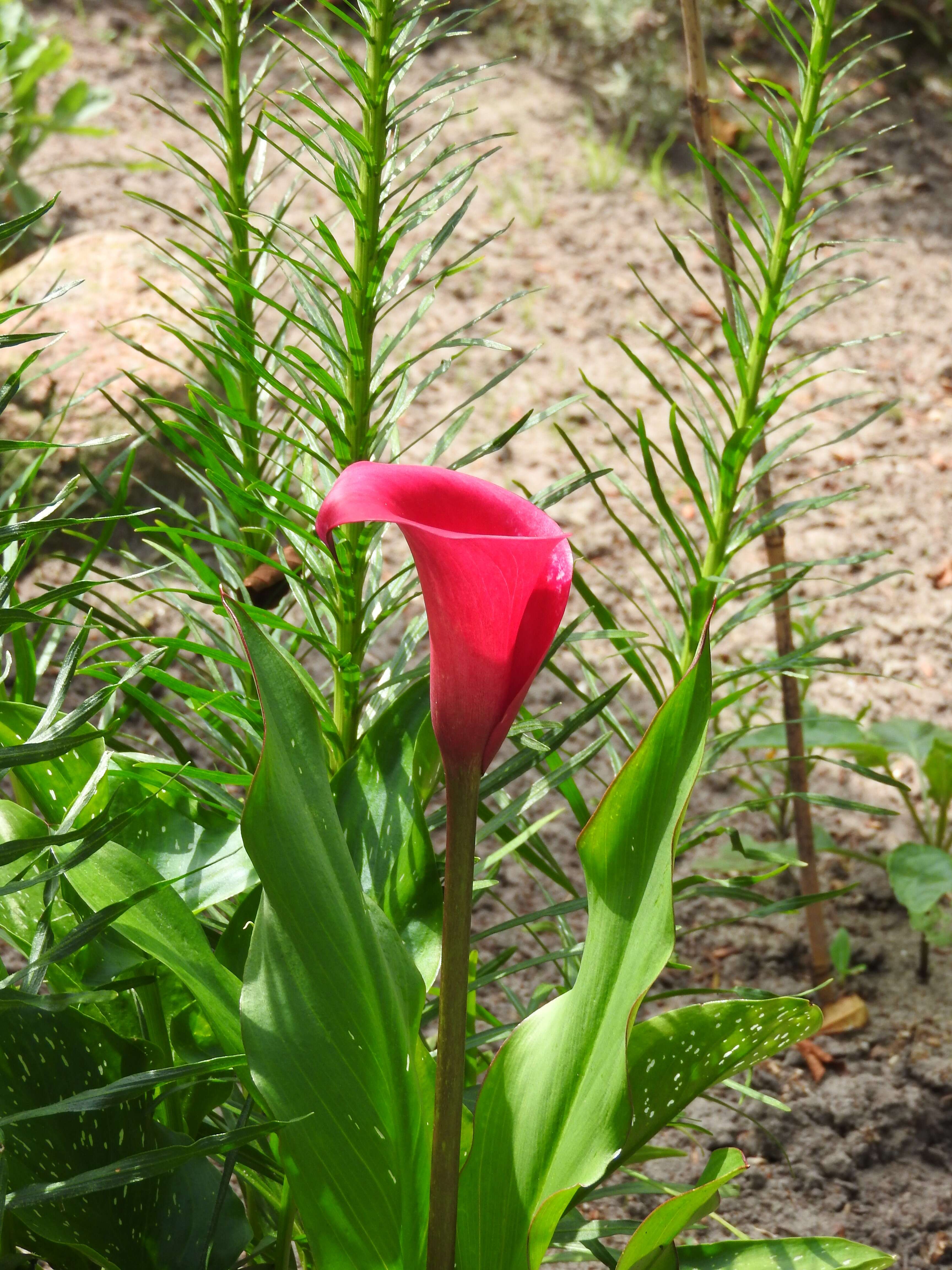 Image of calla lily