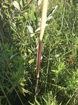 Plancia ëd Phragmites australis subsp. australis