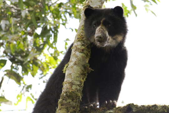 Image of Andean Bears