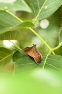 Image of Carea angulata Fabricius 1793