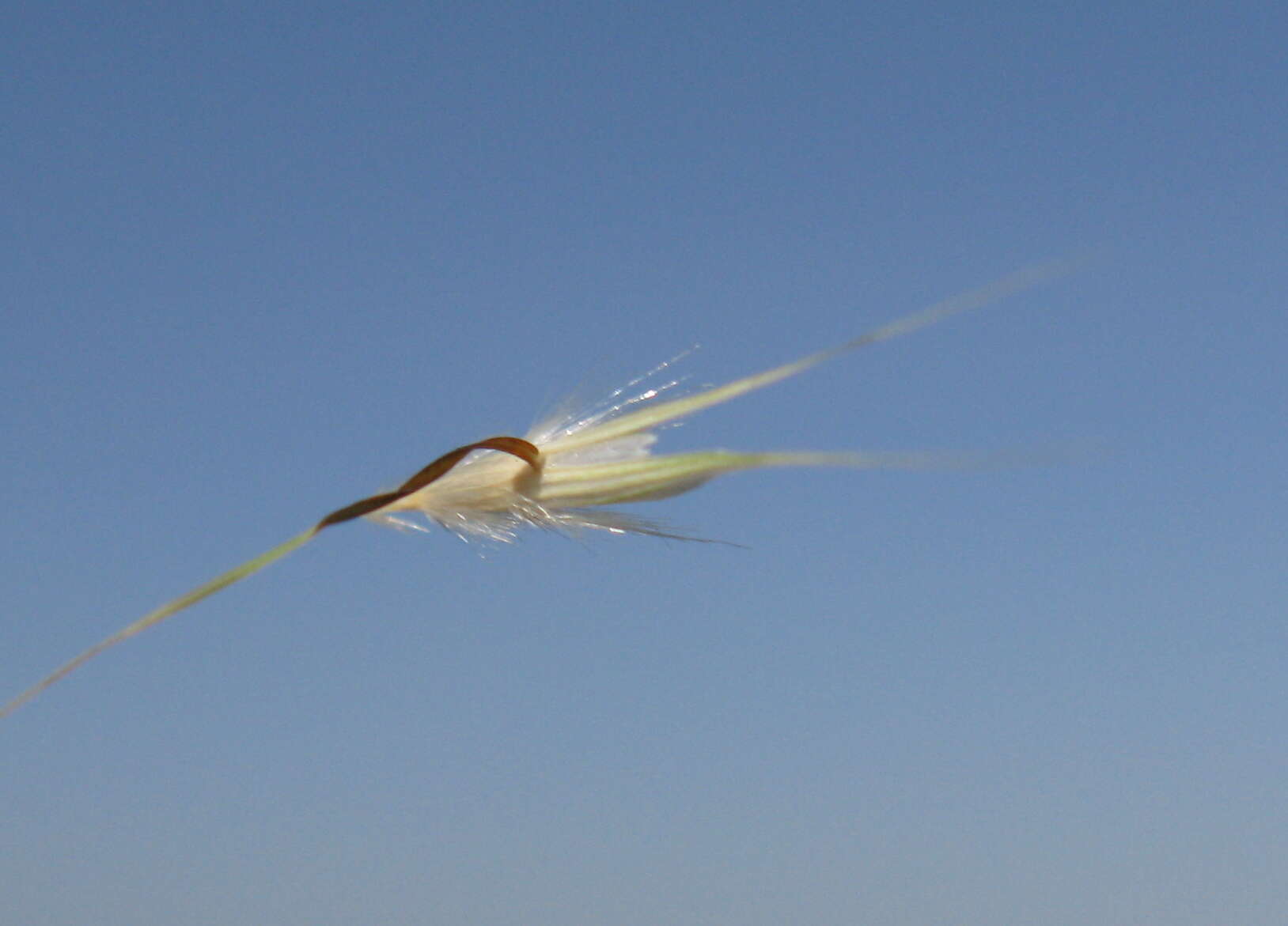 Rytidosperma caespitosum (Gaudich.) Connor & Edgar resmi