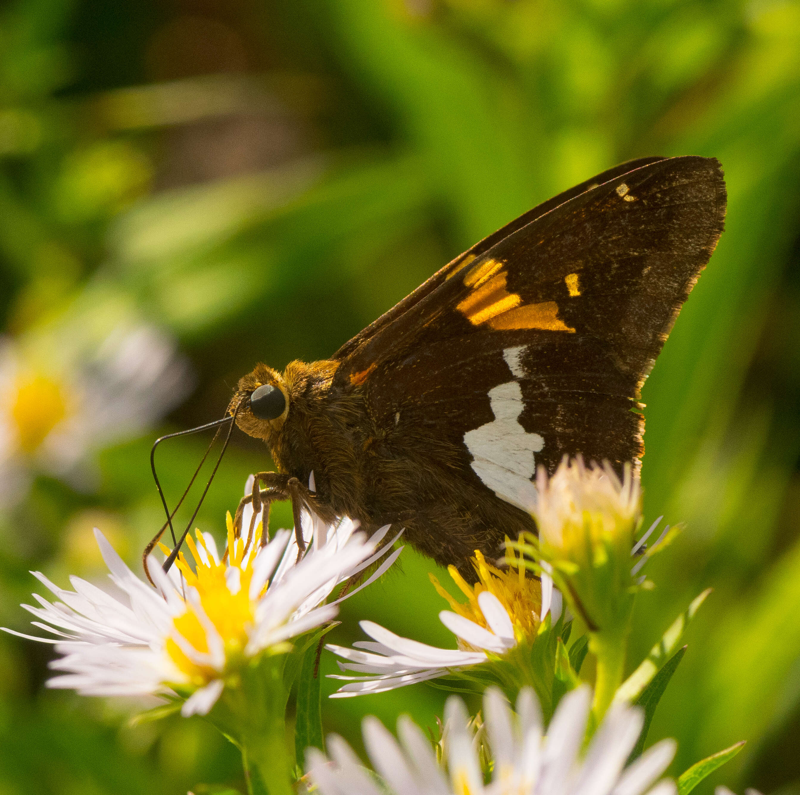 Imagem de Epargyreus clarus Cramer 1775