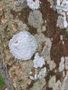 Слика од Haematomma ochroleucum (Neck.) J. R. Laundon