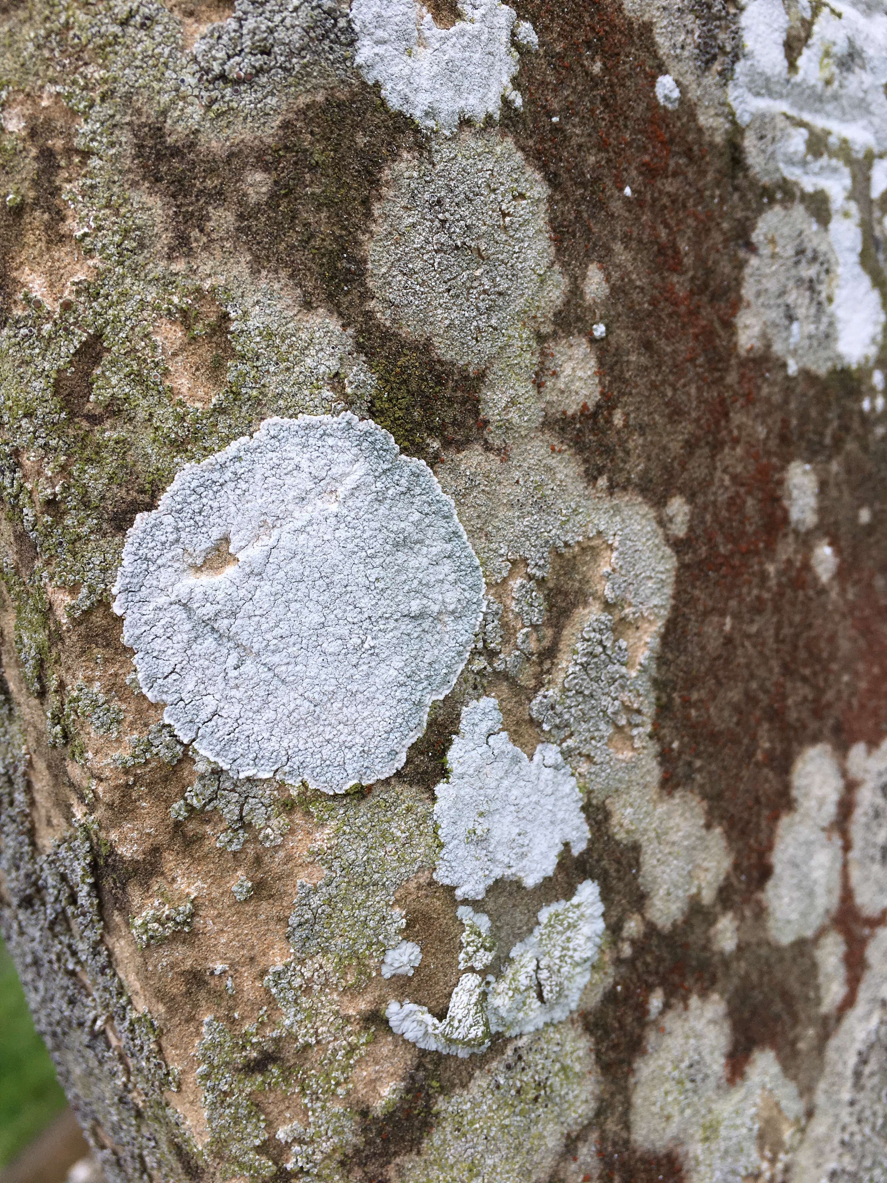 Image of yellow bloodstain lichen